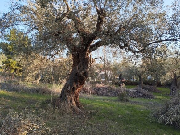 Land Plot Of 1,514.87 Sq.m. Located Within The Settlement Of Koryfasio, Messinia South Peloponnes Greece
