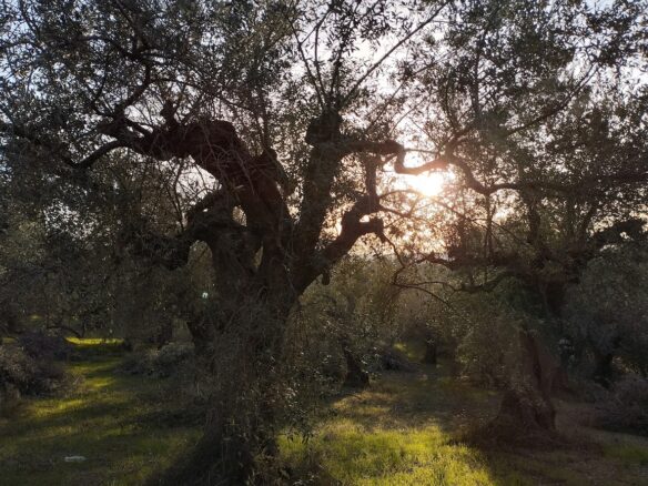 Land Plot Of 1,514.87 Sq.m. Located Within The Settlement Of Koryfasio, Messinia South Peloponnes Greece