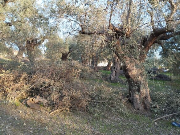 Land Plot Of 1,514.87 Sq.m. Located Within The Settlement Of Koryfasio, Messinia South Peloponnes Greece