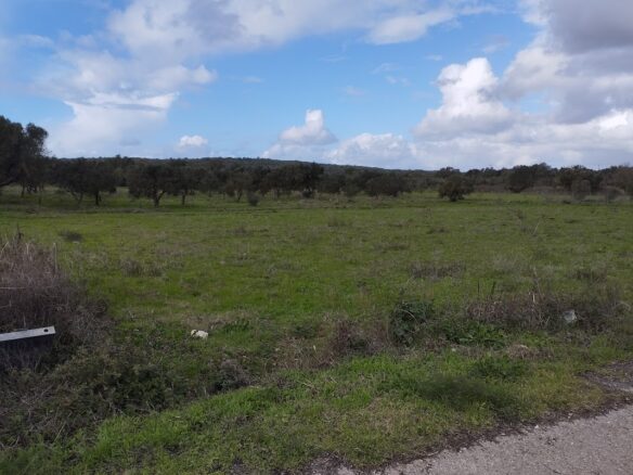 Land Plot Of 3,000 Sq.m. Located In The Village Of Kynigos South Peloponnes Greece