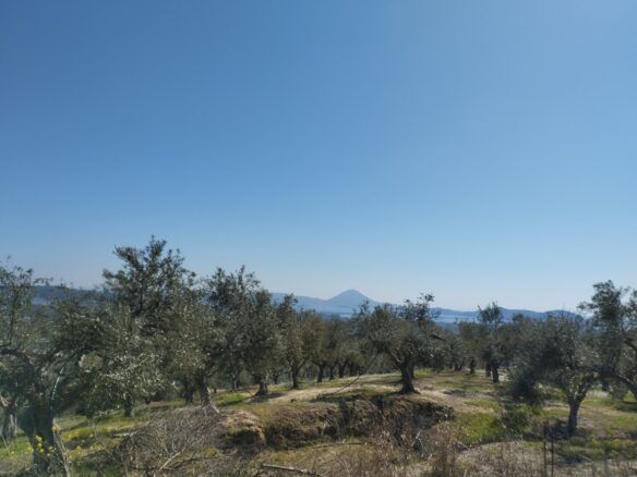 Land Of 20000 M² In Tragana Messinia, South Peloponnese, Greece