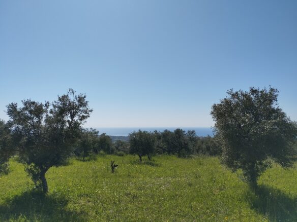 Land Of 20000 M² In Tragana Messinia, South Peloponnese, Greece