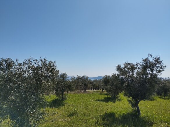 Land Of 20000 M² In Tragana Messinia, South Peloponnese, Greece