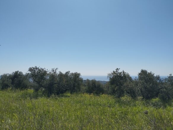 Land Of 20000 M² In Tragana Messinia, South Peloponnese, Greece