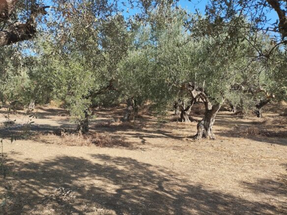 Plot Of 2,206.20 M² With Sea View In Tragana Messinien, South Peloponnese, Greece