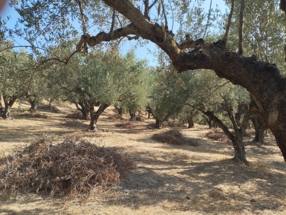 Plot Of 2,206.20 M² With Sea View In Tragana Messinien, South Peloponnese, Greece