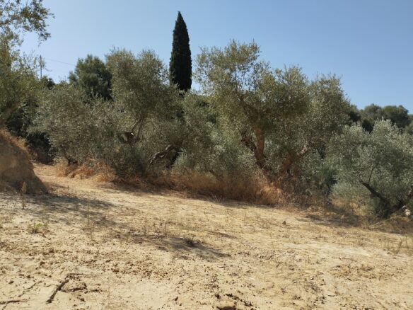 Land Plot Of 1,897.27 M² In Pisaski Messinien, South Peloponnese, Greece