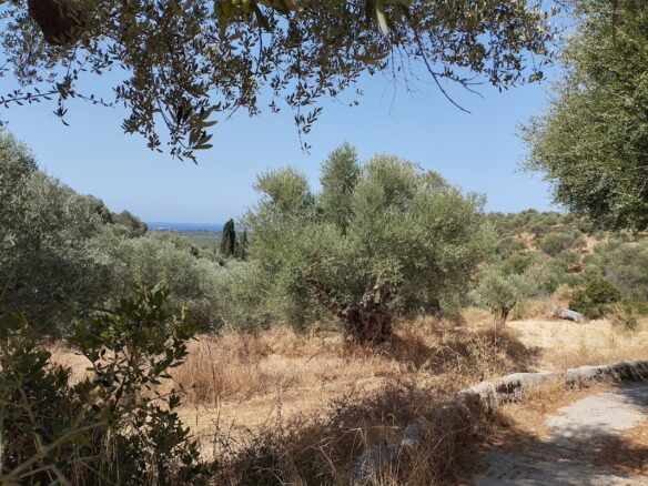 Land Plot Of 1,897.27 M² In Pisaski Messinien, South Peloponnese, Greece