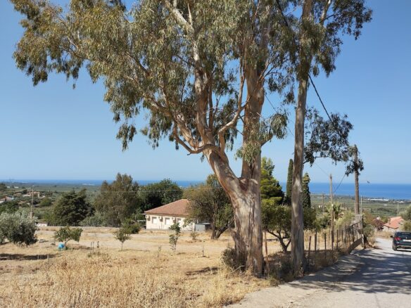 Land Plot Of 1,000 M² In Stasio, Messinia, South Peloponnese, Greece