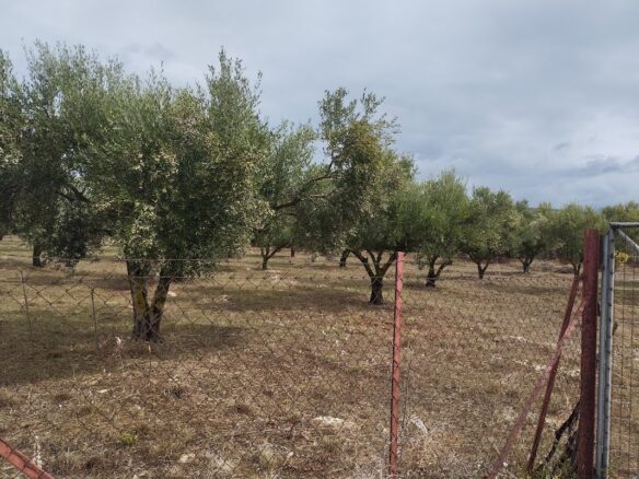 Land Plot Of 4,005 Sq.m. Located In Agia Kyriaki, Messinia, South Peloponnes Greece