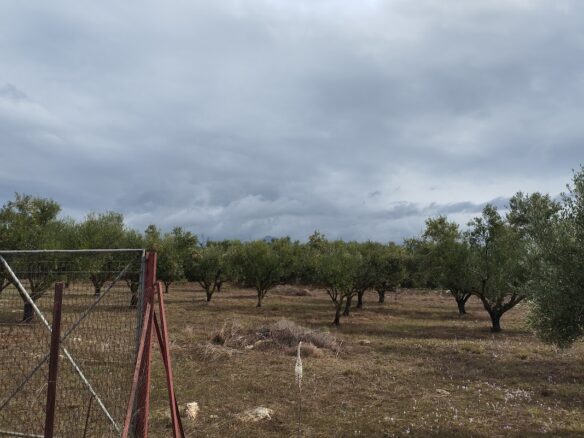 Land Plot Of 4,005 Sq.m. Located In Agia Kyriaki, Messinia, South Peloponnes Greece