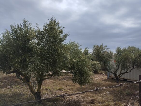 Land Plot Of 4,005 Sq.m. Located In Agia Kyriaki, Messinia, South Peloponnes Greece