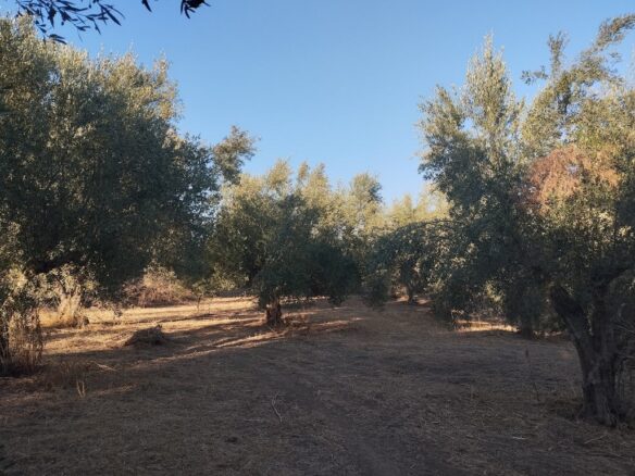 Land Of 8000 M² In Tragana Messinia South Peloponnese Greece