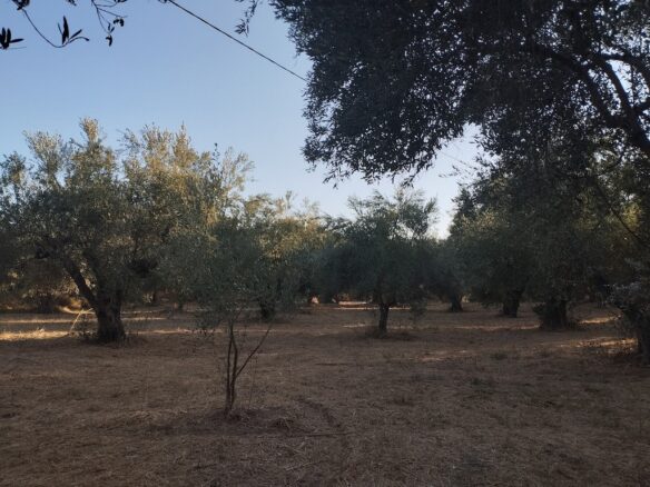 Land Of 8000 M² In Tragana Messinia South Peloponnese Greece