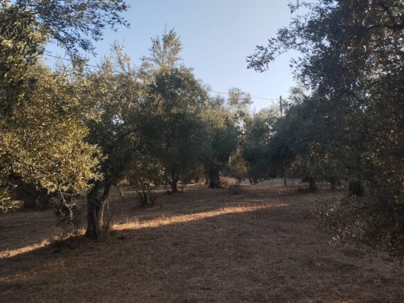 Land Of 8000 M² In Tragana Messinia South Peloponnese Greece