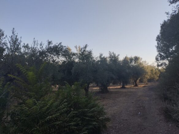 Land Of 8000 M² In Tragana Messinia South Peloponnese Greece