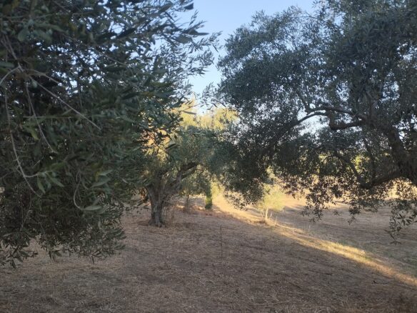 Land Of 8000 M² In Tragana Messinia South Peloponnese Greece