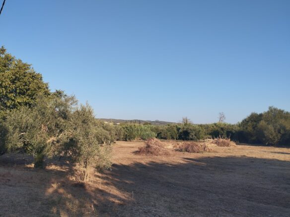 Land Of 8000 M² In Tragana Messinia South Peloponnese Greece
