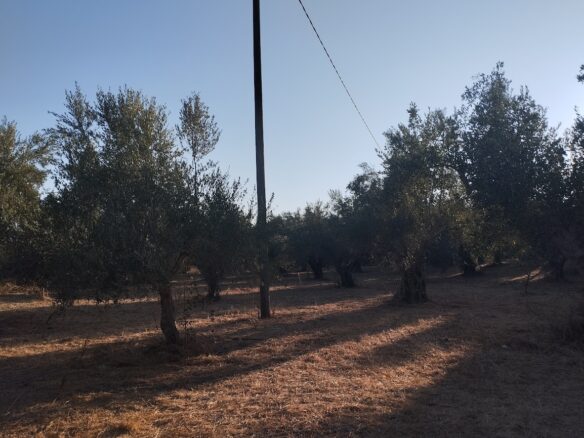 Land Of 8000 M² In Tragana Messinia South Peloponnese Greece