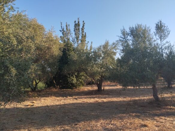 Land Of 8000 M² In Tragana Messinia South Peloponnese Greece
