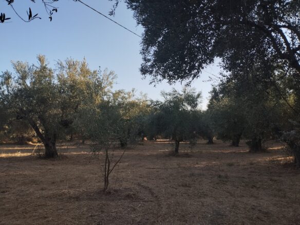 Land Of 8000 M² In Tragana Messinia South Peloponnese Greece