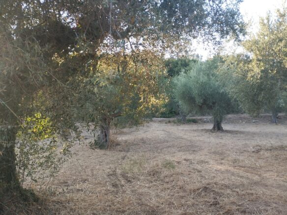Land Of 8000 M² In Tragana Messinia South Peloponnese Greece