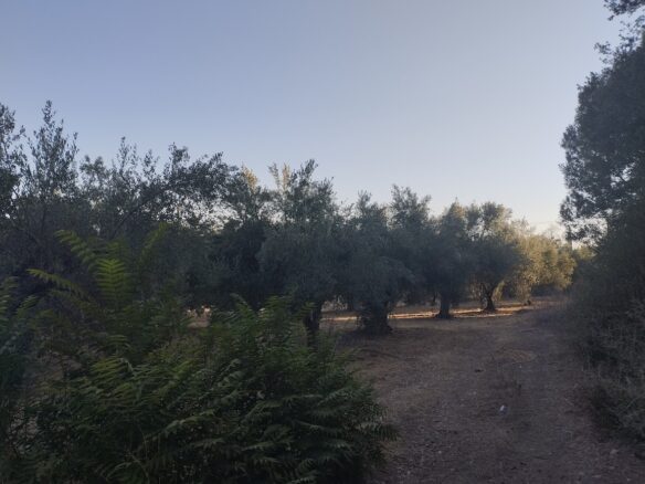 Land Of 8000 M² In Tragana Messinia South Peloponnese Greece