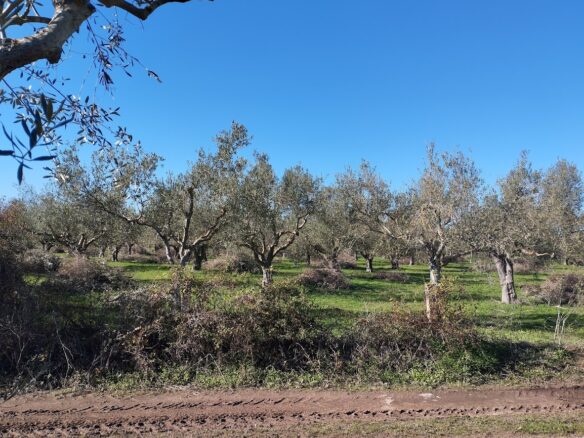 Olive Grove Of 7181.04 M² In Petrochori Messinia South Peloponnese Greece