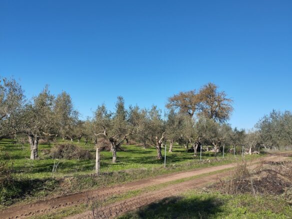 Olive Grove Of 7181.04 M² In Petrochori Messinia South Peloponnese Greece