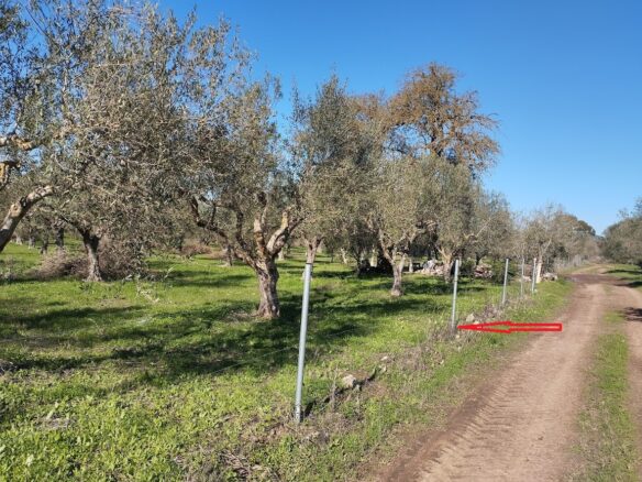 Olive Grove Of 7181.04 M² In Petrochori Messinia South Peloponnese Greece