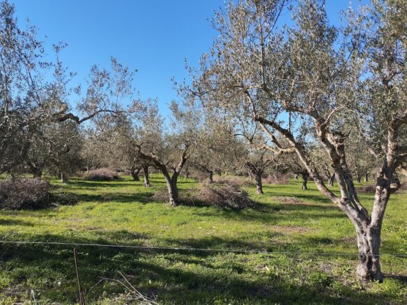 Olive Grove Of 7181.04 M² In Petrochori Messinia South Peloponnese Greece