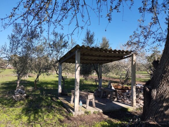 Olive Grove Of 7181.04 M² In Petrochori Messinia South Peloponnese Greece