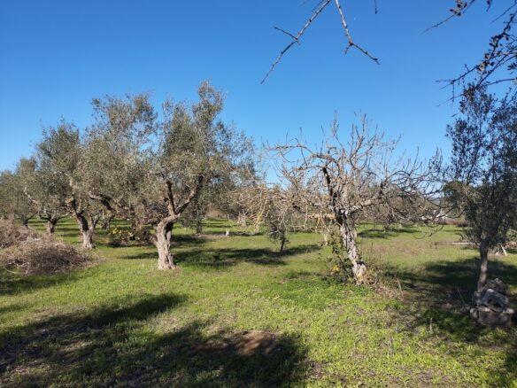 Olive Grove Of 7181.04 M² In Petrochori Messinia South Peloponnese Greece