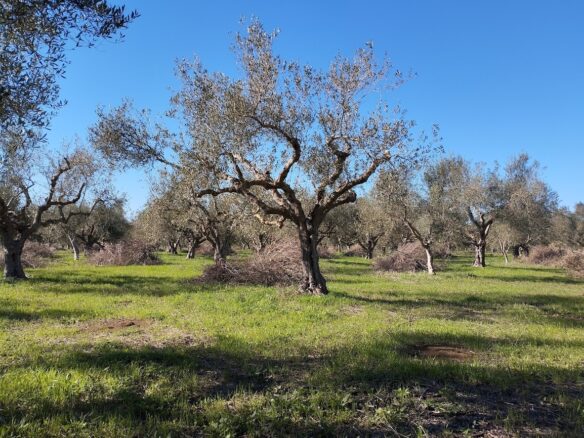 Olive Grove Of 7181.04 M² In Petrochori Messinia South Peloponnese Greece