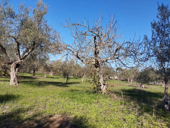 Olive Grove Of 7181.04 M² In Petrochori Messinia South Peloponnese Greece