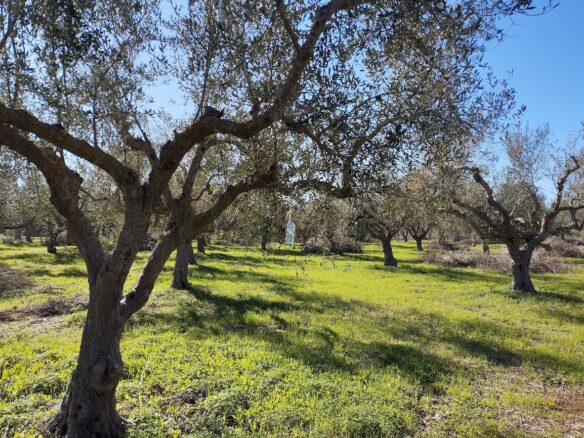 Olive Grove Of 7181.04 M² In Petrochori Messinia South Peloponnese Greece