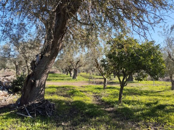 Olive Grove Of 7181.04 M² In Petrochori Messinia South Peloponnese Greece