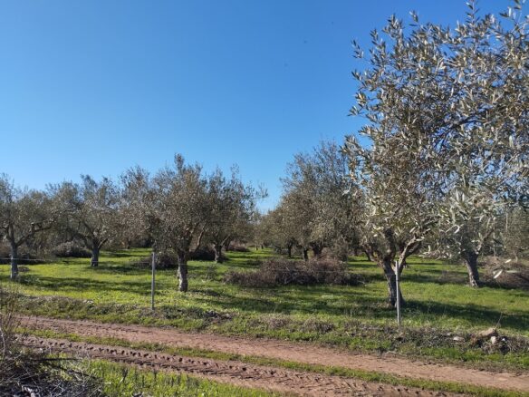 Olive Grove Of 7181.04 M² In Petrochori Messinia South Peloponnese Greece