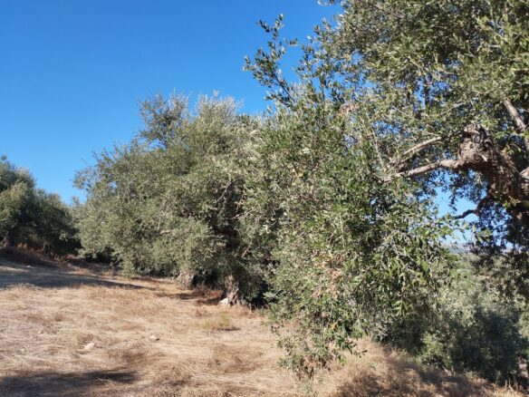 Olivegrove Of 5951.80 M² In Ampelofyto, Messinia, Greece