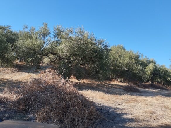 Olivegrove Of 5951.80 M² In Ampelofyto, Messinia, Greece