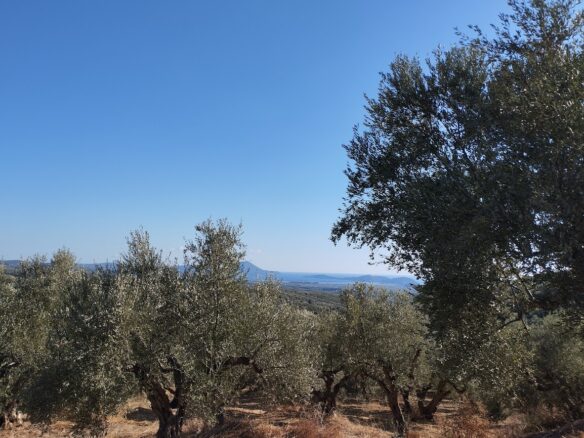 Olivegrove Of 5951.80 M² In Ampelofyto, Messinia, Greece