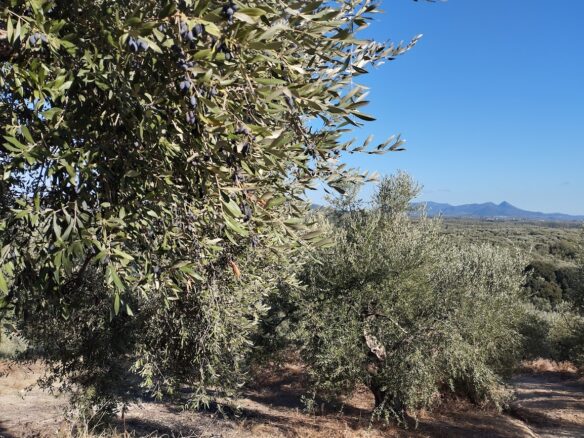 Olivegrove Of 5951.80 M² In Ampelofyto, Messinia, Greece