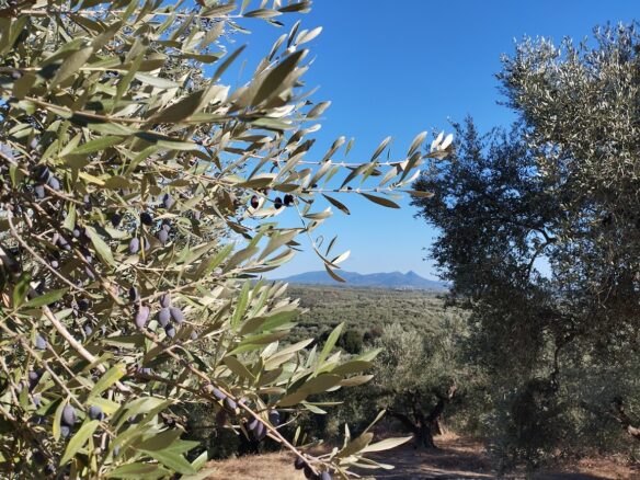 Olivegrove Of 5951.80 M² In Ampelofyto, Messinia, Greece