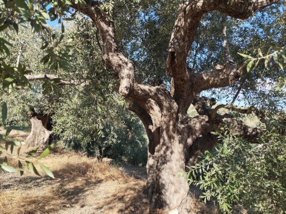 Olivegrove Of 5951.80 M² In Ampelofyto, Messinia, Greece