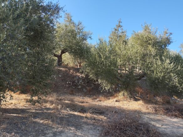 Olivegrove Of 5951.80 M² In Ampelofyto, Messinia, Greece