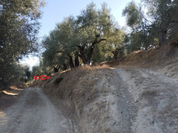 Olivegrove Of 5951.80 M² In Ampelofyto, Messinia, Greece