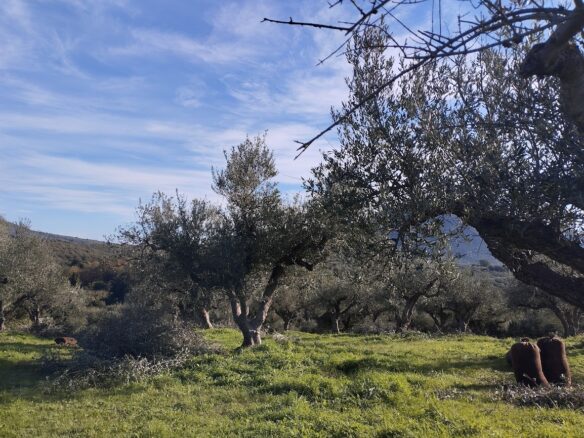 Olive Grove Of 2350 M² In Papoulia, Messinia, South Greece