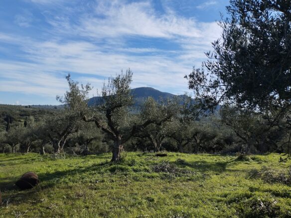 Olive Grove Of 2350 M² In Papoulia, Messinia, South Greece