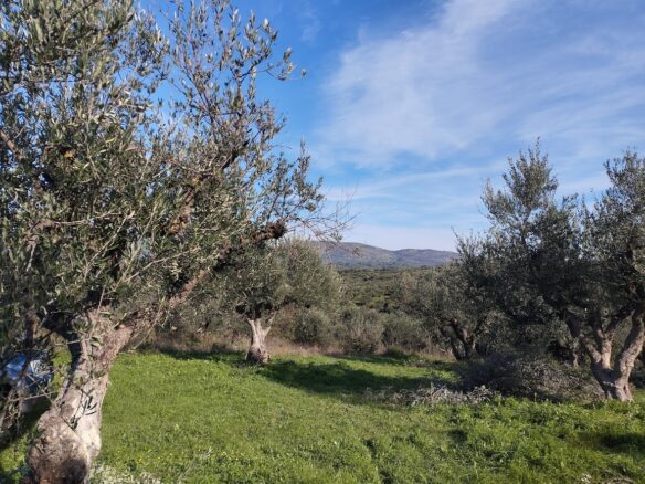 Olive Grove Of 2350 M² In Papoulia, Messinia, South Greece