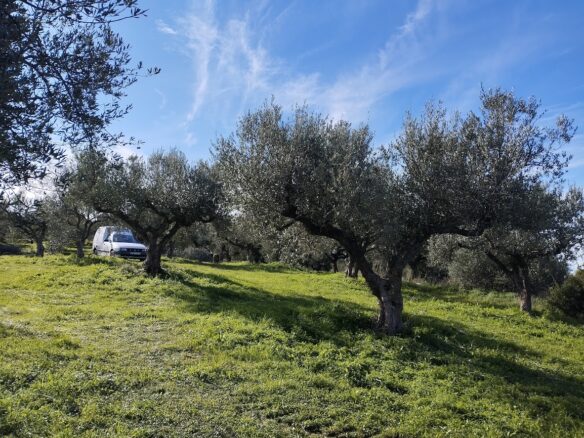 Olive Grove Of 2350 M² In Papoulia, Messinia, South Greece
